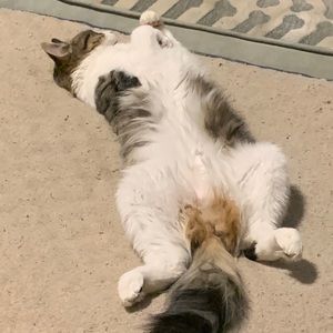 Meet your Posher, Patrick